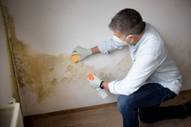 Best Emergency Mold Remediation  in Brewster, NY