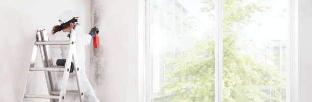 Best Water Damage & Mold Remediation  in Brewster, NY
